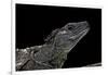 Hydrosaurus Weberi (Salfin Dragon)-Paul Starosta-Framed Photographic Print