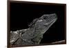 Hydrosaurus Weberi (Salfin Dragon)-Paul Starosta-Framed Photographic Print