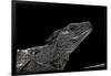 Hydrosaurus Weberi (Salfin Dragon)-Paul Starosta-Framed Photographic Print
