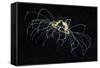 Hydrozoan Medusa-Alexander Semenov-Framed Stretched Canvas
