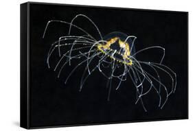 Hydrozoan Medusa-Alexander Semenov-Framed Stretched Canvas