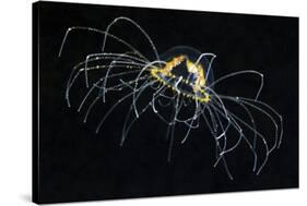 Hydrozoan Medusa-Alexander Semenov-Stretched Canvas