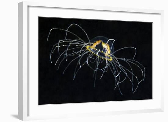 Hydrozoan Medusa-Alexander Semenov-Framed Premium Photographic Print