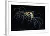 Hydrozoan Medusa-Alexander Semenov-Framed Premium Photographic Print