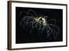 Hydrozoan Medusa-Alexander Semenov-Framed Premium Photographic Print