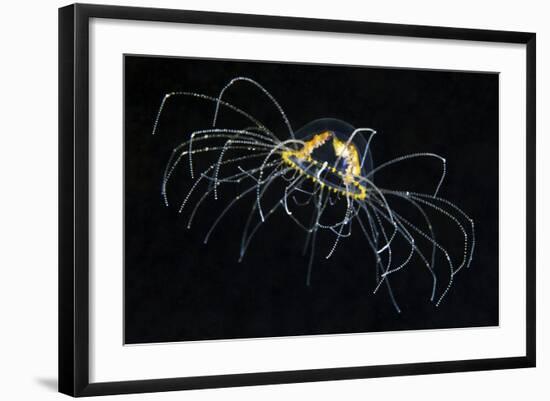 Hydrozoan Medusa-Alexander Semenov-Framed Premium Photographic Print