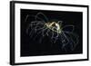 Hydrozoan Medusa-Alexander Semenov-Framed Premium Photographic Print