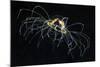 Hydrozoan Medusa-Alexander Semenov-Mounted Premium Photographic Print