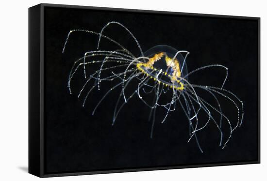 Hydrozoan Medusa-Alexander Semenov-Framed Stretched Canvas