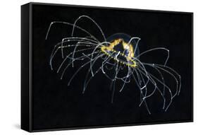 Hydrozoan Medusa-Alexander Semenov-Framed Stretched Canvas