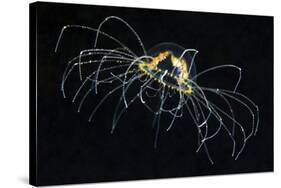 Hydrozoan Medusa-Alexander Semenov-Stretched Canvas