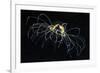 Hydrozoan Medusa-Alexander Semenov-Framed Photographic Print