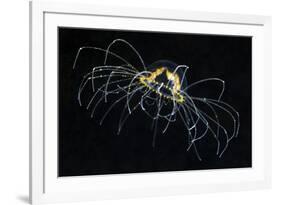 Hydrozoan Medusa-Alexander Semenov-Framed Photographic Print