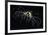 Hydrozoan Medusa-Alexander Semenov-Framed Photographic Print