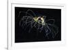 Hydrozoan Medusa-Alexander Semenov-Framed Photographic Print