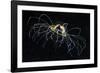 Hydrozoan Medusa-Alexander Semenov-Framed Photographic Print