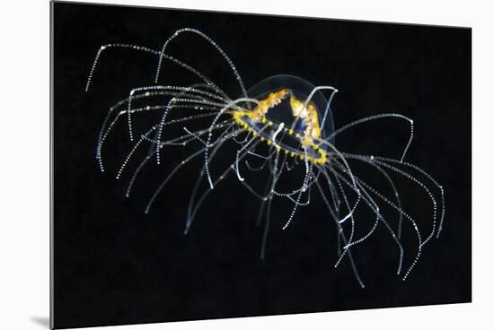 Hydrozoan Medusa-Alexander Semenov-Mounted Photographic Print