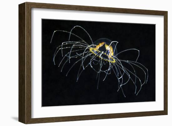 Hydrozoan Medusa-Alexander Semenov-Framed Photographic Print