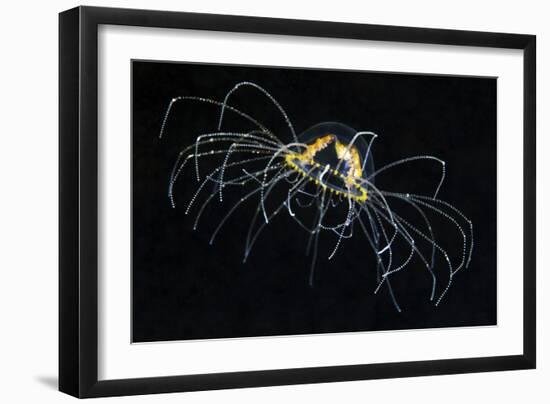 Hydrozoan Medusa-Alexander Semenov-Framed Photographic Print