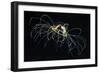 Hydrozoan Medusa-Alexander Semenov-Framed Photographic Print