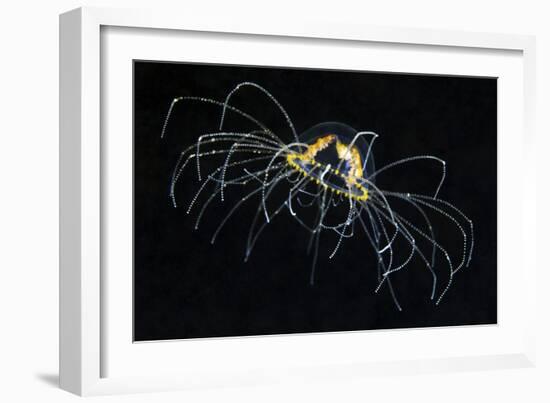 Hydrozoan Medusa-Alexander Semenov-Framed Photographic Print