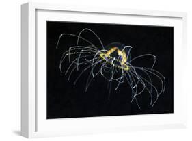 Hydrozoan Medusa-Alexander Semenov-Framed Photographic Print