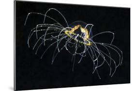 Hydrozoan Medusa-Alexander Semenov-Mounted Photographic Print