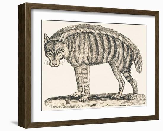 Hyena, 1850 (Engraving)-Louis Simon (1810-1870) Lassalle-Framed Giclee Print