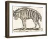 Hyena, 1850 (Engraving)-Louis Simon (1810-1870) Lassalle-Framed Giclee Print