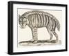 Hyena, 1850 (Engraving)-Louis Simon (1810-1870) Lassalle-Framed Giclee Print