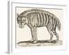 Hyena, 1850 (Engraving)-Louis Simon (1810-1870) Lassalle-Framed Giclee Print