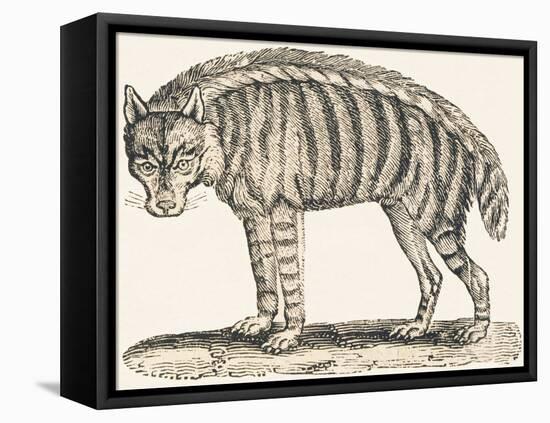 Hyena, 1850 (Engraving)-Louis Simon (1810-1870) Lassalle-Framed Stretched Canvas