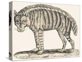 Hyena, 1850 (Engraving)-Louis Simon (1810-1870) Lassalle-Stretched Canvas