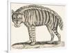 Hyena, 1850 (Engraving)-Louis Simon (1810-1870) Lassalle-Framed Giclee Print