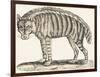 Hyena, 1850 (Engraving)-Louis Simon (1810-1870) Lassalle-Framed Giclee Print