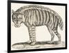 Hyena, 1850 (Engraving)-Louis Simon (1810-1870) Lassalle-Framed Giclee Print