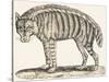 Hyena, 1850 (Engraving)-Louis Simon (1810-1870) Lassalle-Stretched Canvas