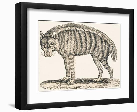 Hyena, 1850 (Engraving)-Louis Simon (1810-1870) Lassalle-Framed Premium Giclee Print