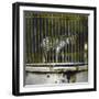 Hyena at the Jardin Des Plantes, Paris (Vth Arrondissement), Circa 1895-1900-Leon, Levy et Fils-Framed Photographic Print