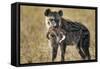 Hyena, Moremi Game Reserve, Botswana-Paul Souders-Framed Stretched Canvas