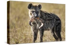 Hyena, Moremi Game Reserve, Botswana-Paul Souders-Stretched Canvas