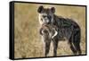 Hyena, Moremi Game Reserve, Botswana-Paul Souders-Framed Stretched Canvas