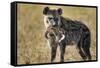 Hyena, Moremi Game Reserve, Botswana-Paul Souders-Framed Stretched Canvas