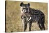 Hyena, Moremi Game Reserve, Botswana-Paul Souders-Stretched Canvas