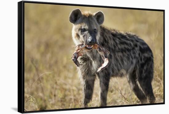 Hyena, Moremi Game Reserve, Botswana-Paul Souders-Framed Stretched Canvas