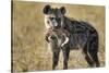 Hyena, Moremi Game Reserve, Botswana-Paul Souders-Stretched Canvas