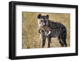 Hyena, Moremi Game Reserve, Botswana-Paul Souders-Framed Photographic Print