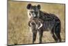 Hyena, Moremi Game Reserve, Botswana-Paul Souders-Mounted Photographic Print
