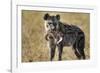 Hyena, Moremi Game Reserve, Botswana-Paul Souders-Framed Photographic Print