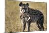 Hyena, Moremi Game Reserve, Botswana-Paul Souders-Mounted Photographic Print